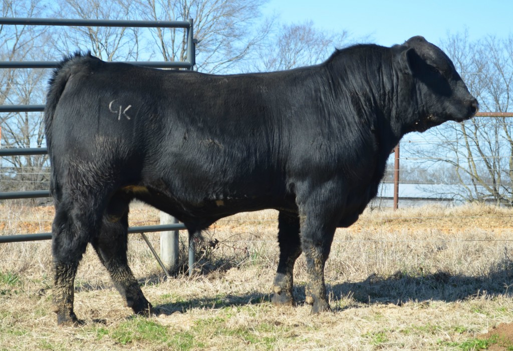 SimAngus Bull Arkansas Bull Sale 3640D