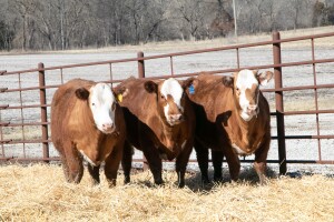 79A - 79C Red Baldy Hereford X ANgus