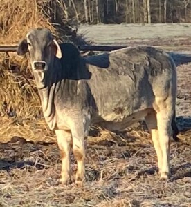 Brahman Heifer Arkansas