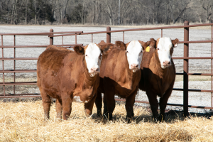 87A - 78C Red Baldy Simmental x Hereford 