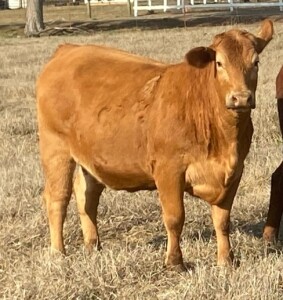Bred Heifers Commercial Red Angus