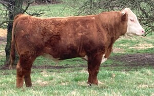 Hereford Bull Arkansas Lot 29
