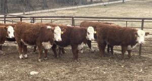 Hereford Females Arkansas