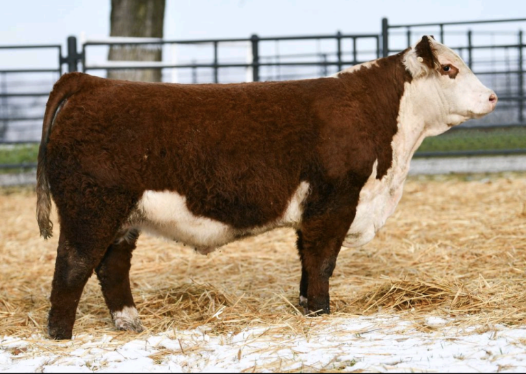 Hereford Bulls | Arkansas Bull Sale