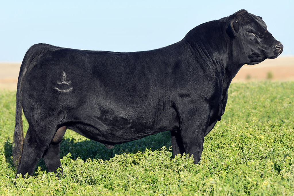 SimAngus / Simmental Bulls | Arkansas Bull Sale